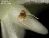 Bulbophyllum laxiflorum  (5)